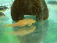 /album/ancistrus-sp-l144/l144-3-jpg/